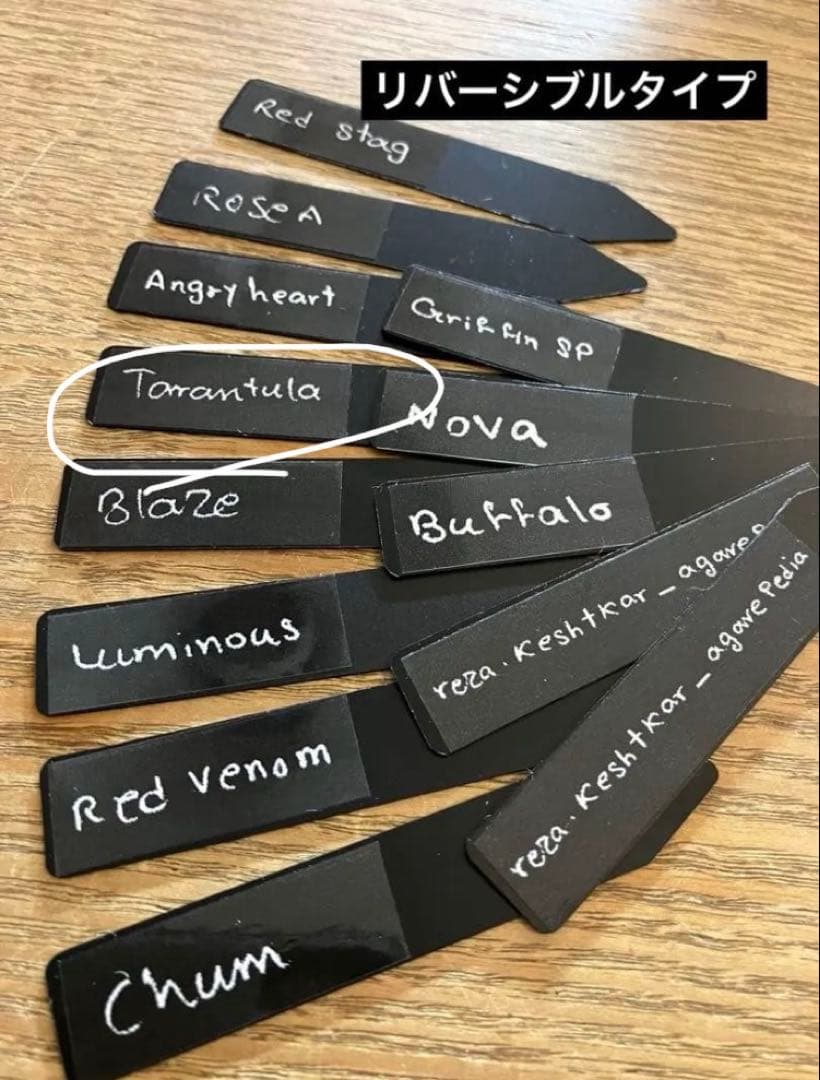 p*r様 【初売りオークション】37 REZA産　イラン株　超長棘　アガベ　タラ