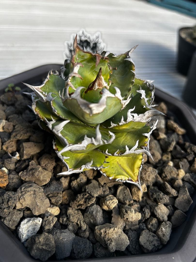 アガベ　チタノタ　クラウン　皇冠　 ever plants産