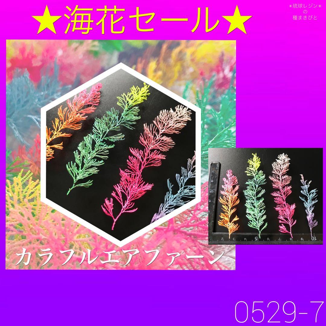 琉球*海花セール　カラフル エアファーン  0529-7