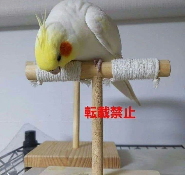 g157　止まり木　Tパーチ　スタンド　バードトイ　フォージングトイ色々セット