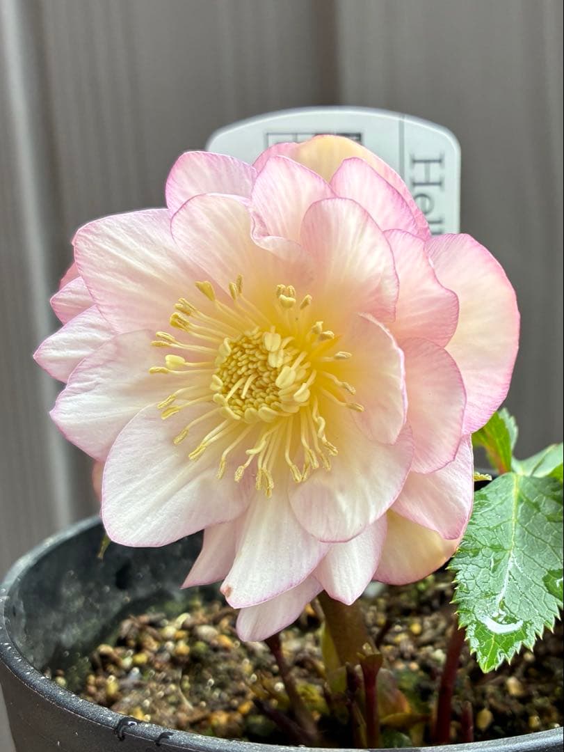 ♡広瀬園芸♡ ピンクホワイトオーレア透明感