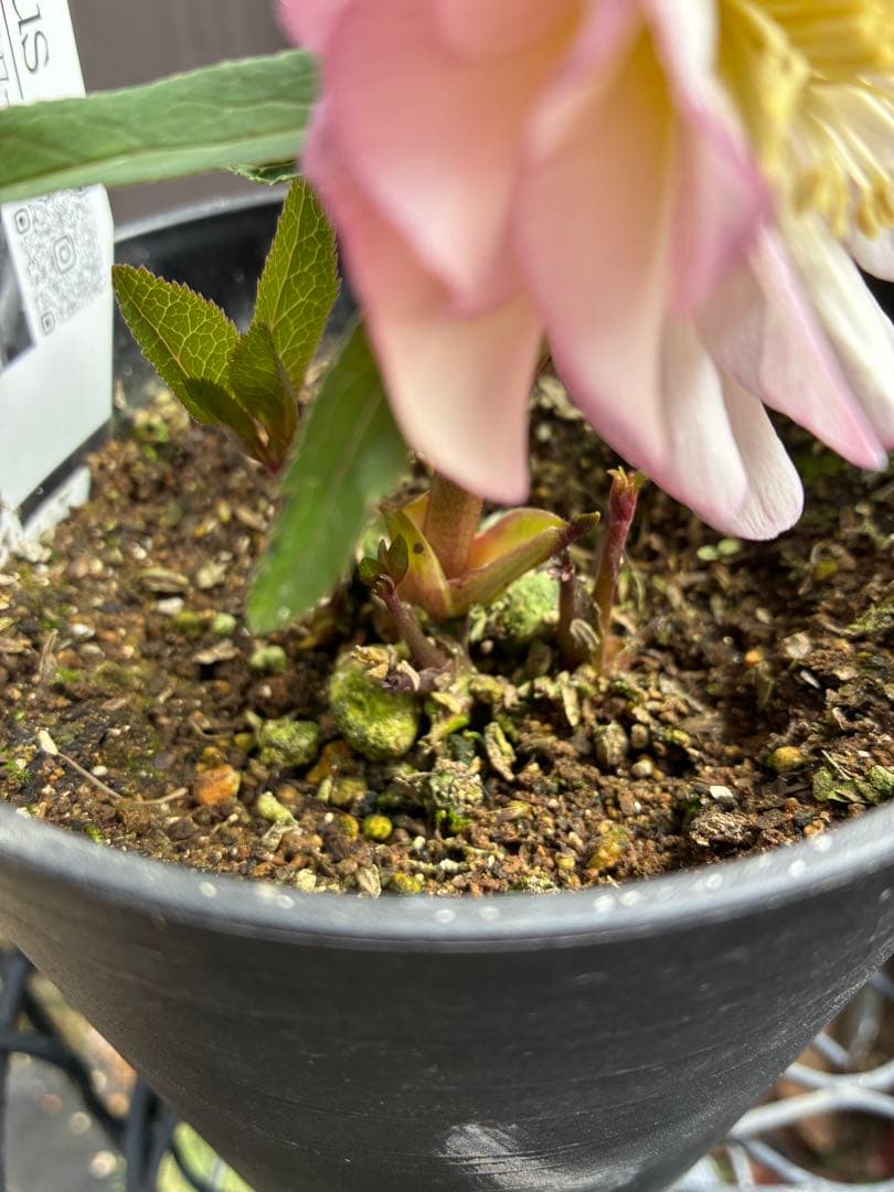 ♡広瀬園芸♡ ピンクホワイトオーレア透明感