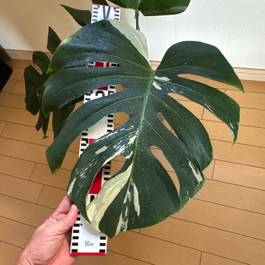 ＊モンステラ＊ミント＊Monstera＊Mint＊
