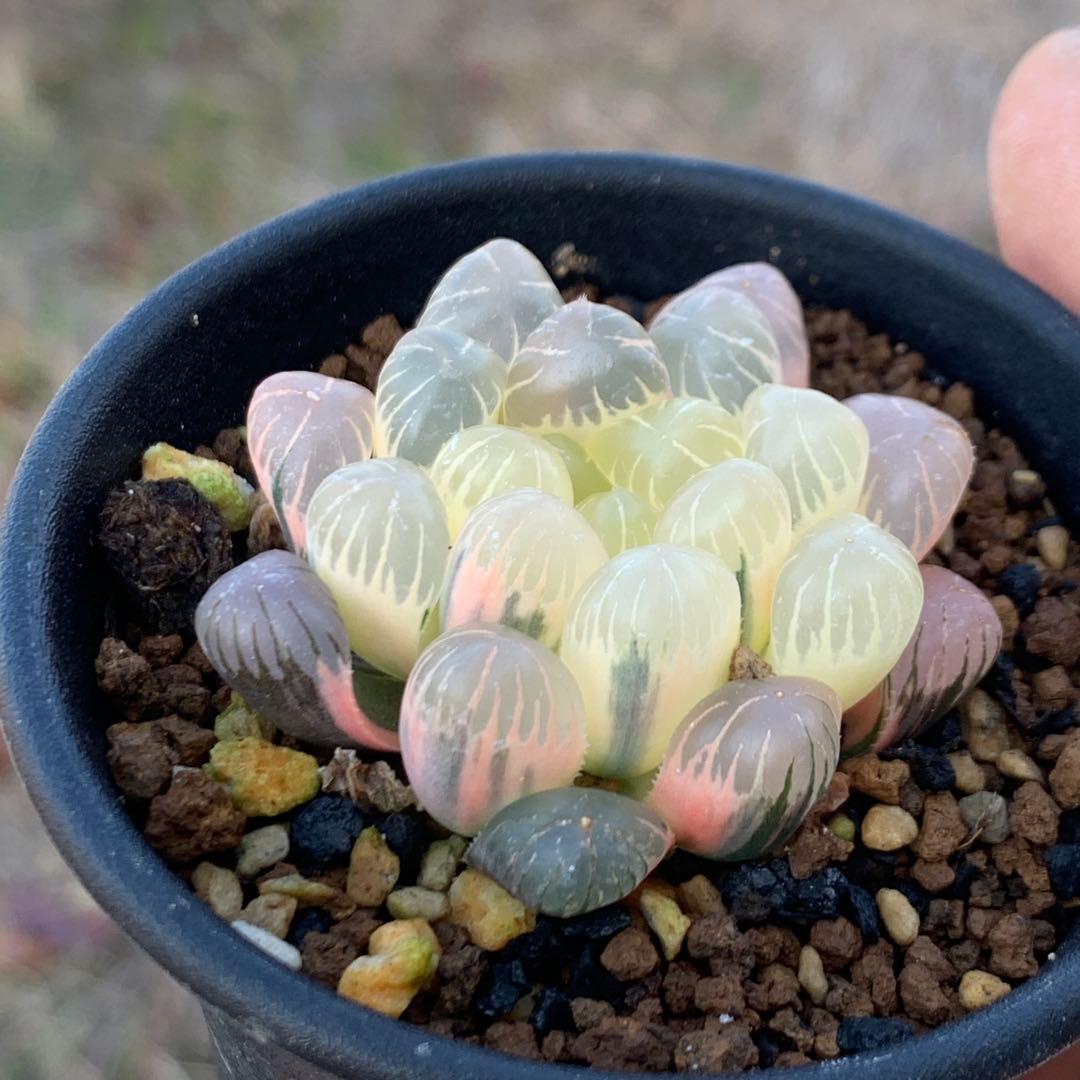 多肉植物 ハオルチア　オブツーサ錦 OB-1糊斑