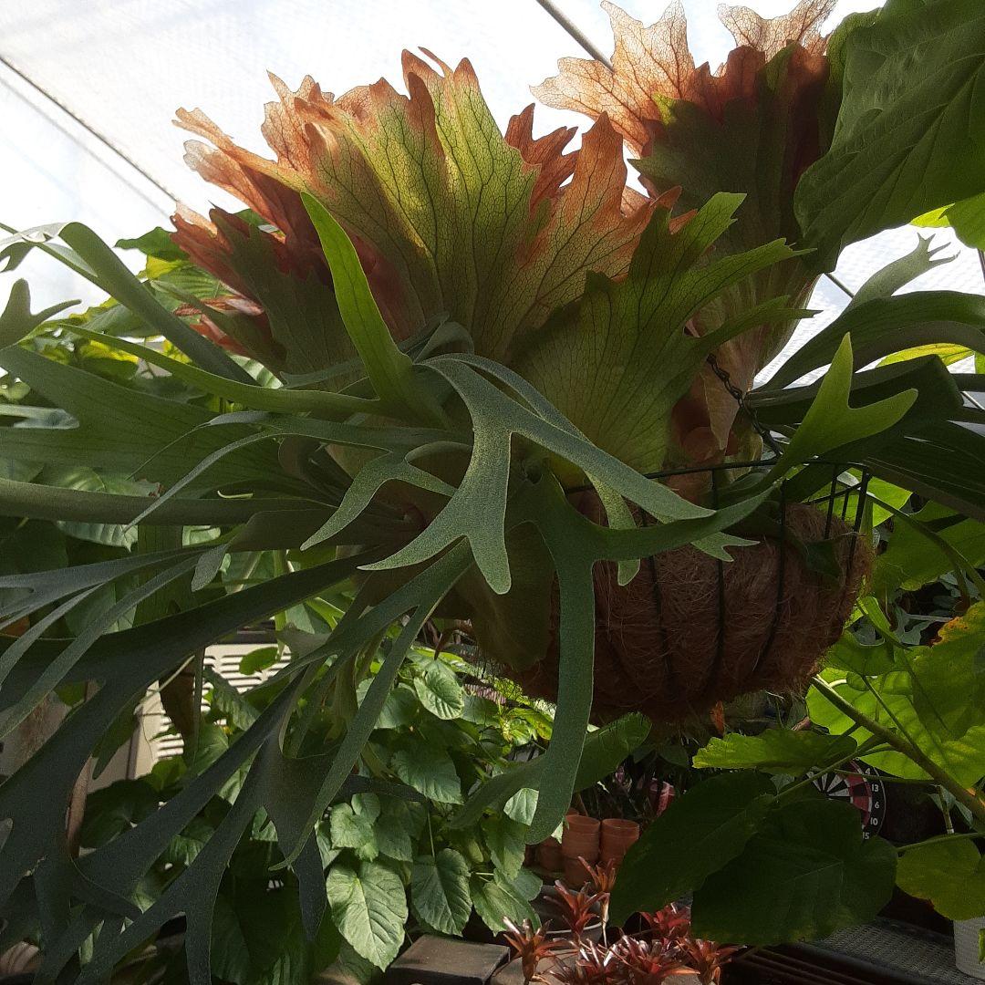 ウイリンキー　ビカクシダ