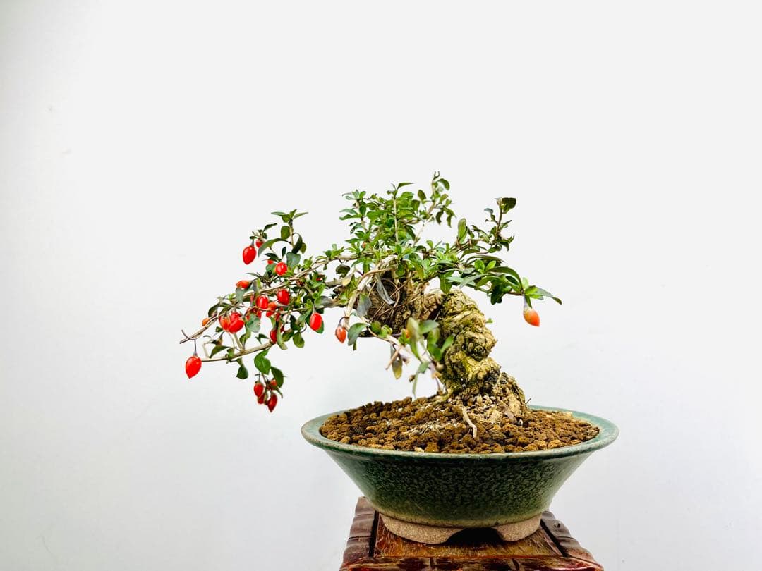 小品盆栽　枸杞　クコ