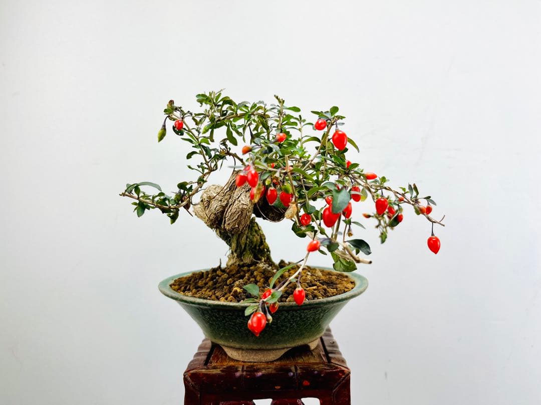 小品盆栽　枸杞　クコ