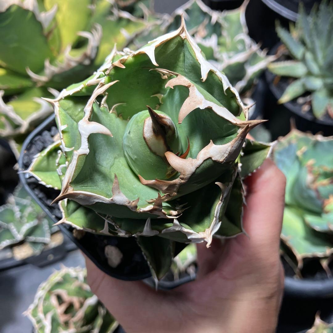 アガベ チタノタ コック CG-01 COK 追星　子株待ち