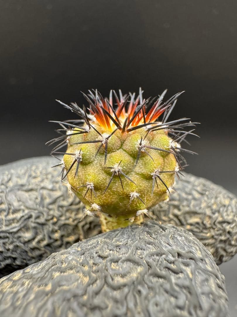 Yu-様 リクエスト 5点 まとめ商品