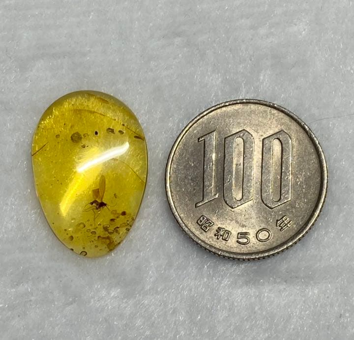 アンバー 琥珀 アカイエカ ユニーク 天然石 虫入り 価値上がる