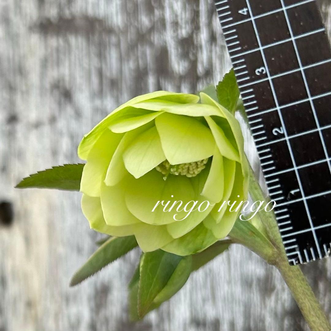 クリスマスローズ　原種交配株　8m4