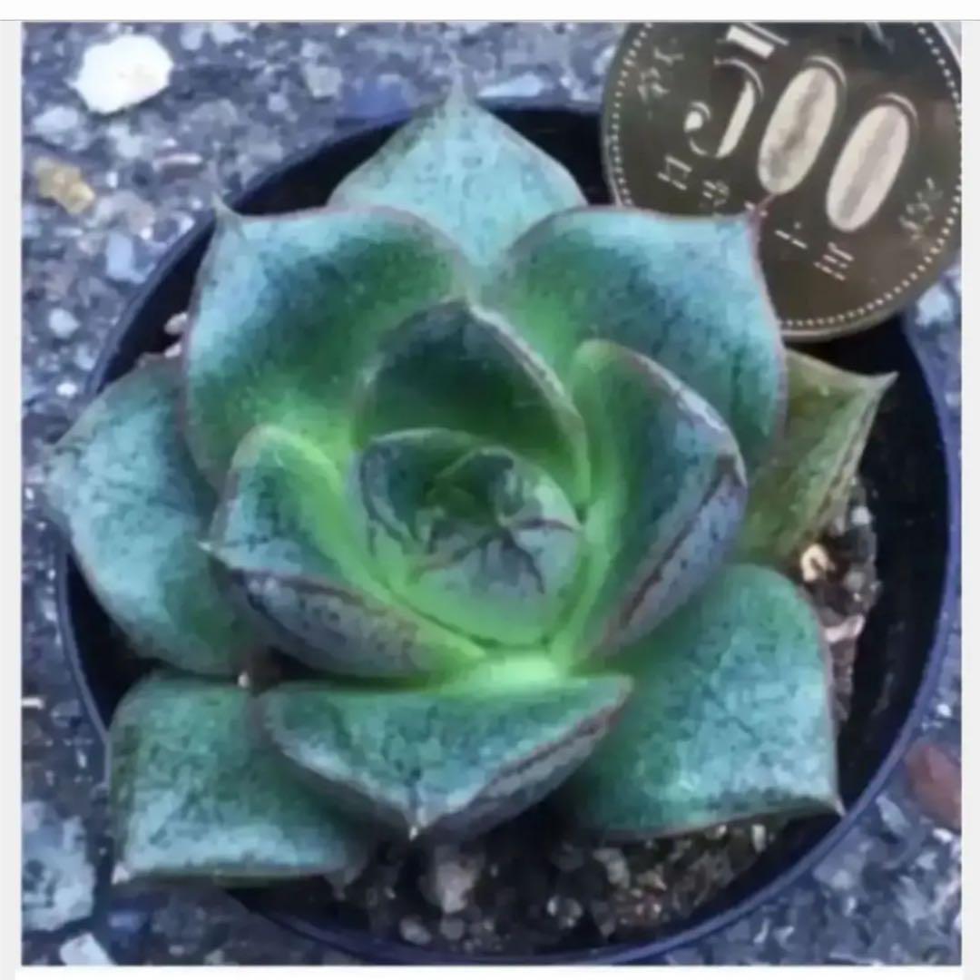 多肉植物⑤　パープソルム　大和錦　抜き苗