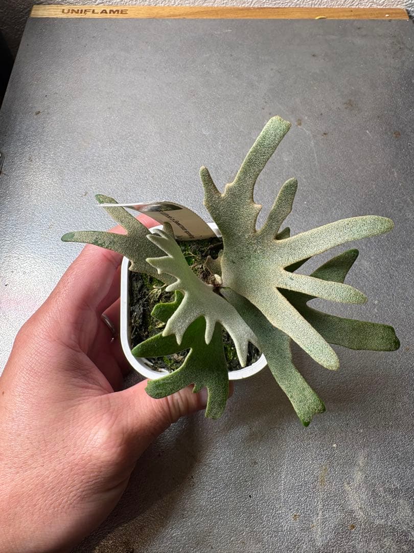 ビカクシダ P. Willincki cv.Sweet moon sporeling