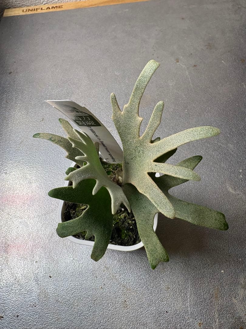 ビカクシダ P. Willincki cv.Sweet moon sporeling