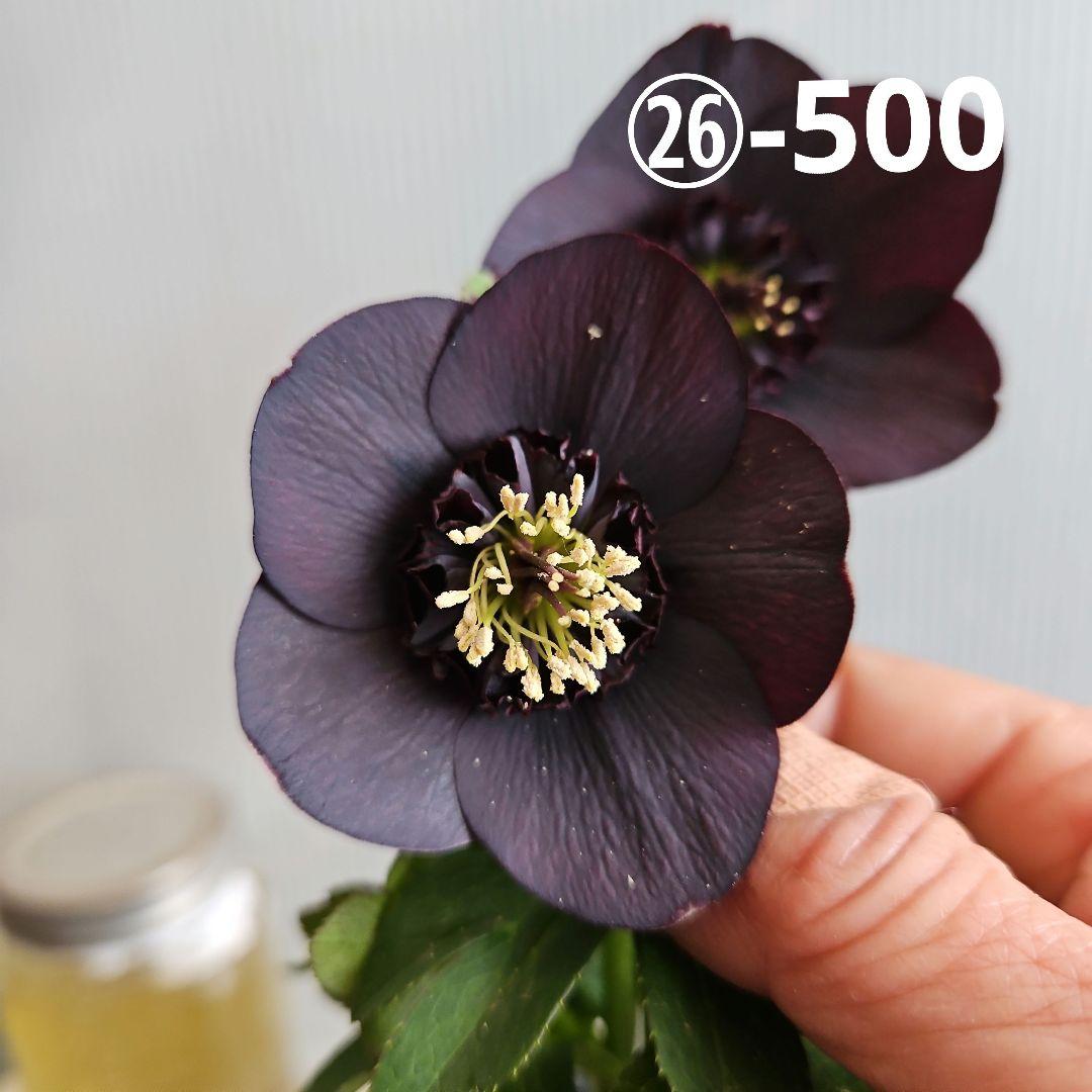 ㉖-500クリスマスローズ