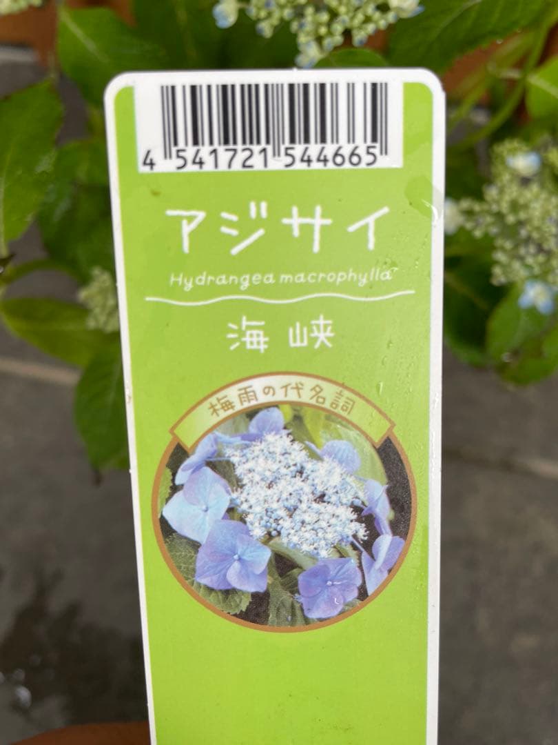 【花苗】ヤマアジサイ　海峡　ポットごと発送　山紫陽花　山アジサイ　カイキョウ