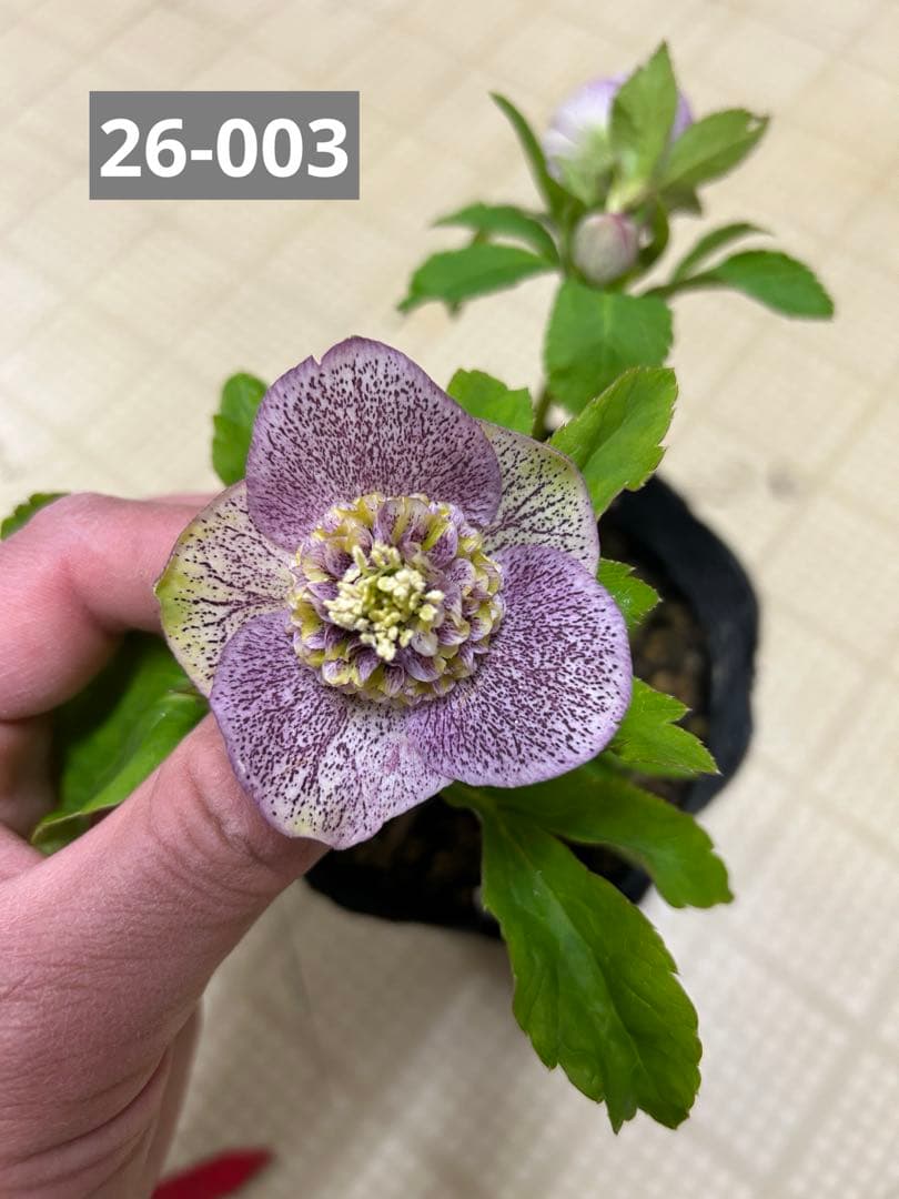 加藤農園 アンティークモーリー