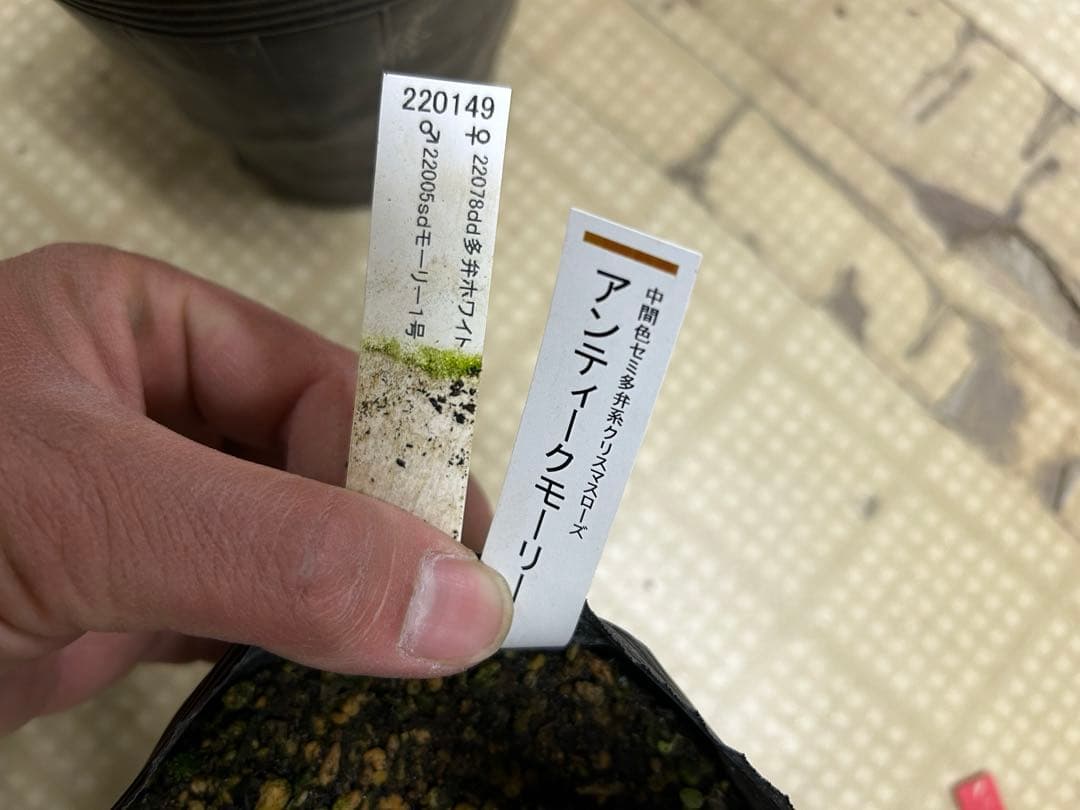 加藤農園 アンティークモーリー