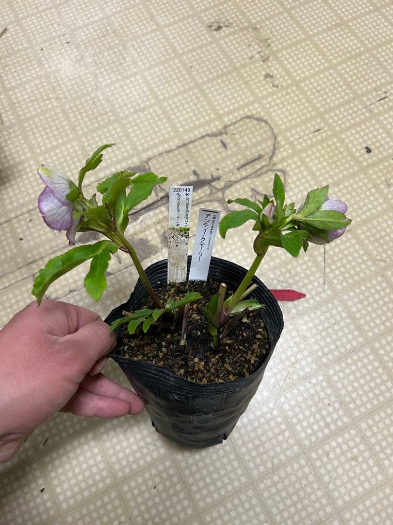 加藤農園 アンティークモーリー