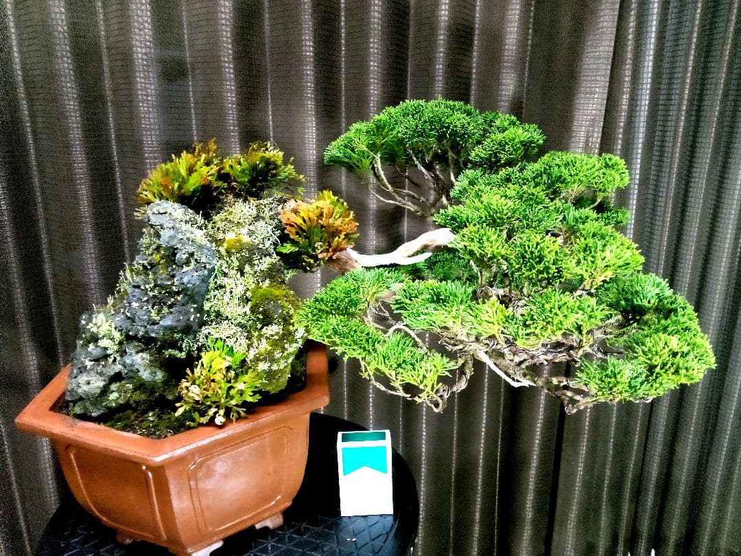 【大型　糸魚川真柏盆栽】　　　⭕生息地景観再現、美品❗