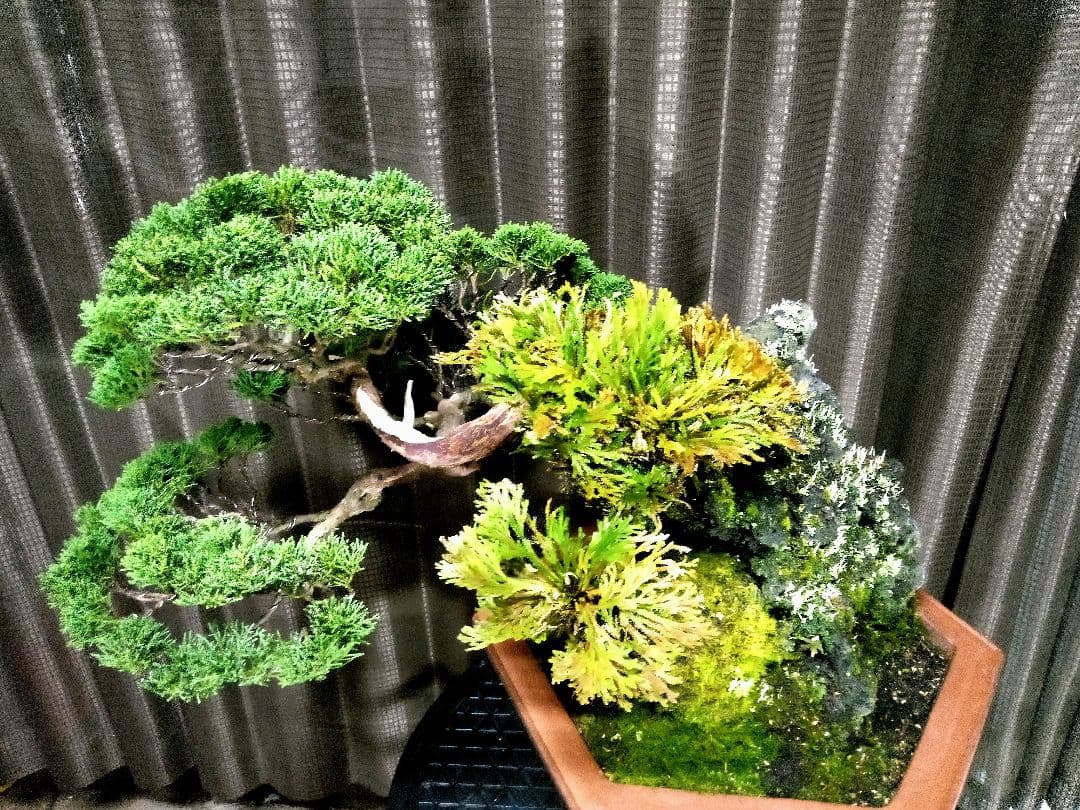 【大型　糸魚川真柏盆栽】　　　⭕生息地景観再現、美品❗