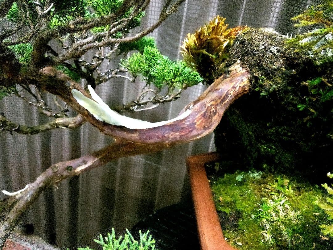 【大型　糸魚川真柏盆栽】　　　⭕生息地景観再現、美品❗