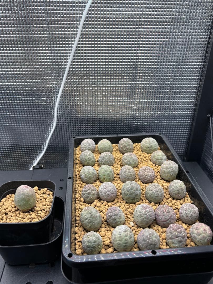 ゲオメトリクス　29個