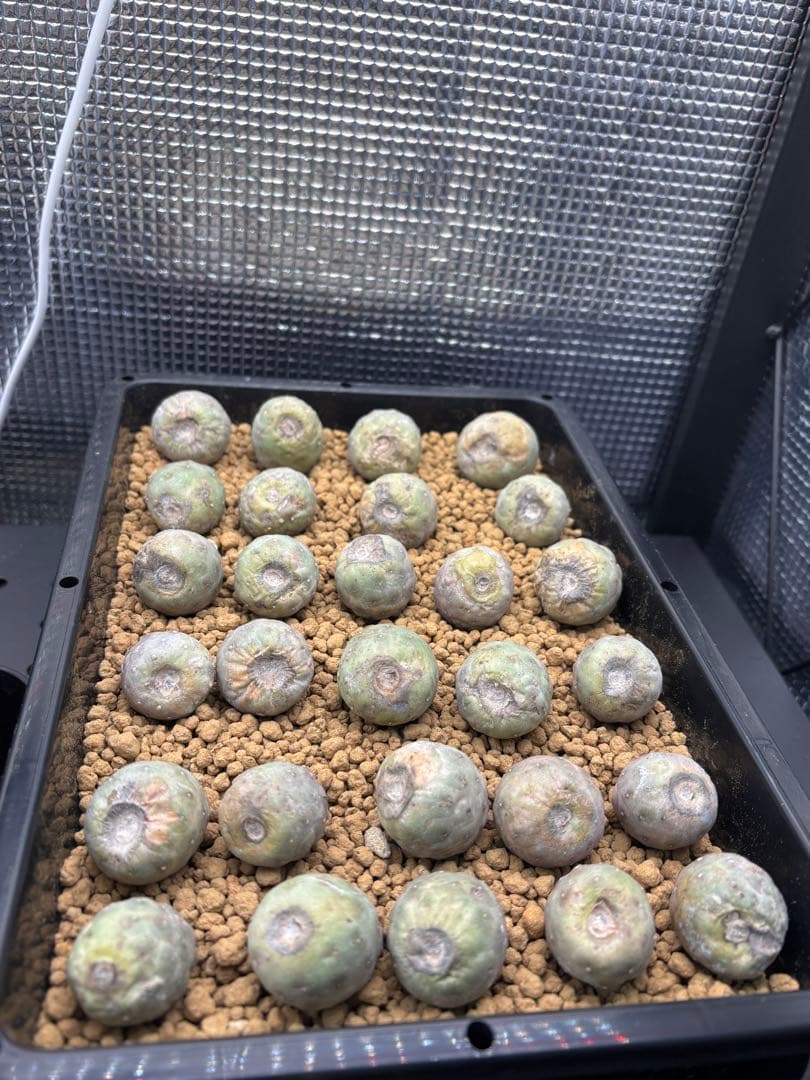 ゲオメトリクス　29個