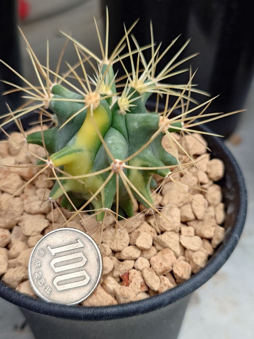 P*W様 オークション　サボテン　フェロカクタス　王冠竜錦　実生