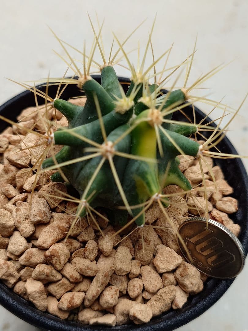 P*W様 オークション　サボテン　フェロカクタス　王冠竜錦　実生