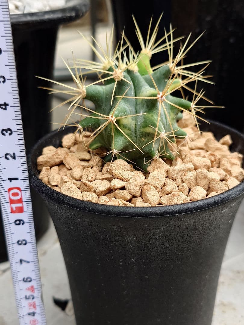P*W様 オークション　サボテン　フェロカクタス　王冠竜錦　実生