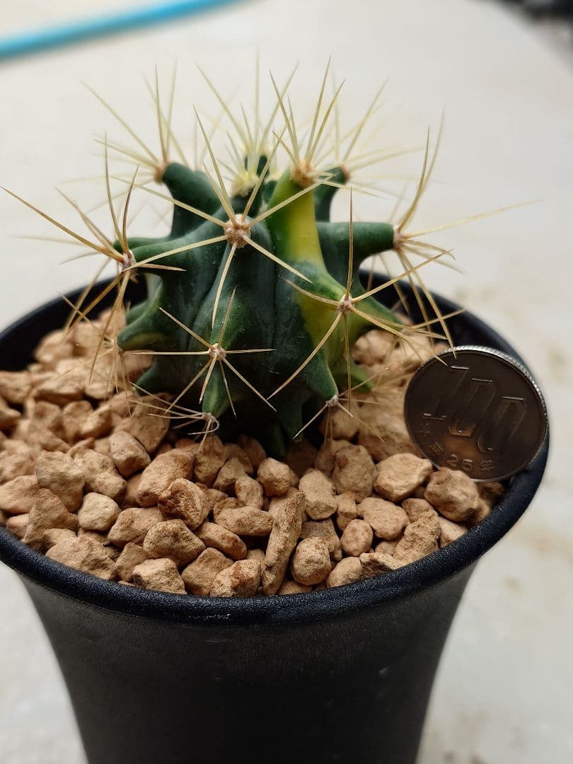 P*W様 オークション　サボテン　フェロカクタス　王冠竜錦　実生