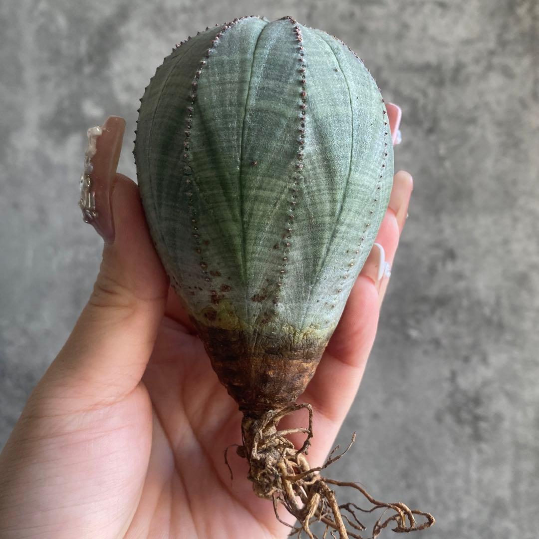 ぽ*ん様 B15843★オークション★ 超巨大7cm株！ユーフォルビア オベサ