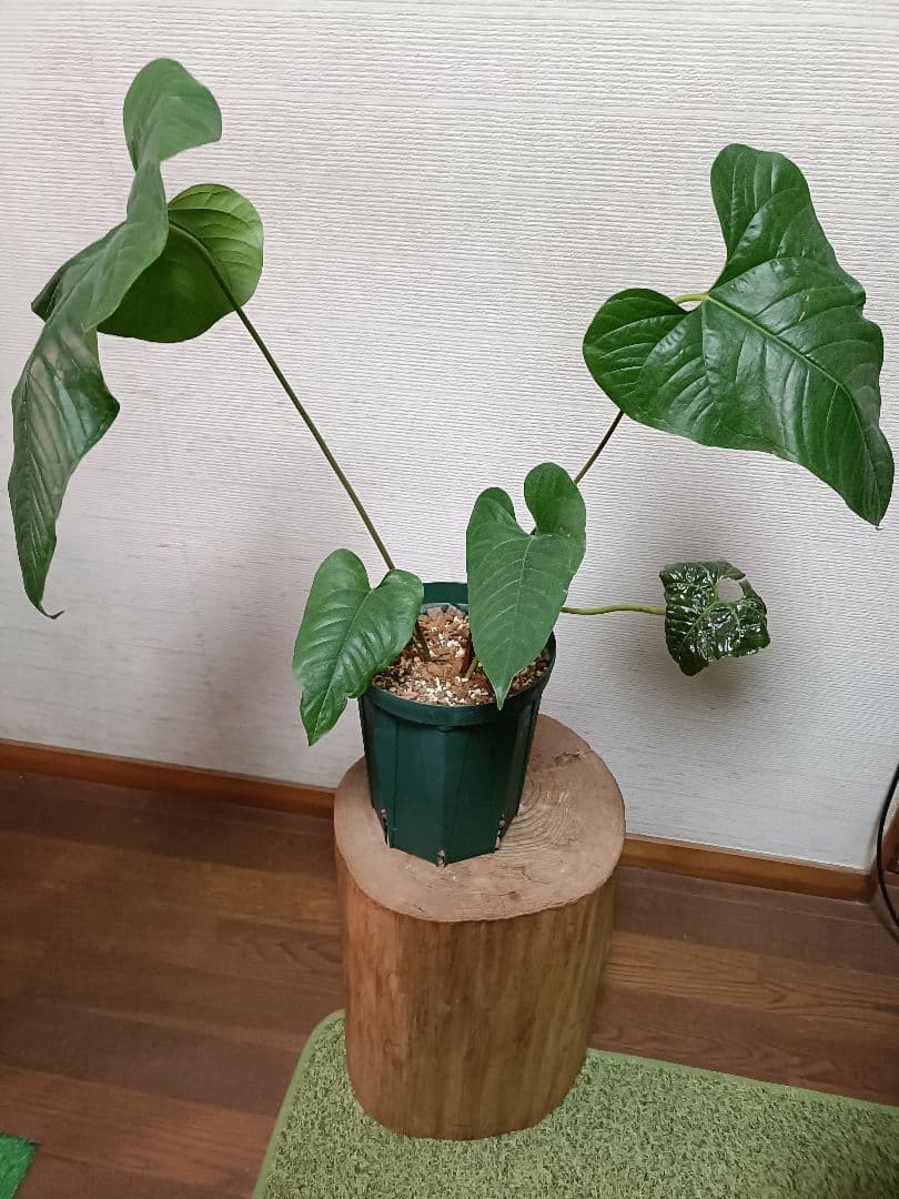 Anthurium Ivanportillae アンスリウムイヴァンポルティラエ