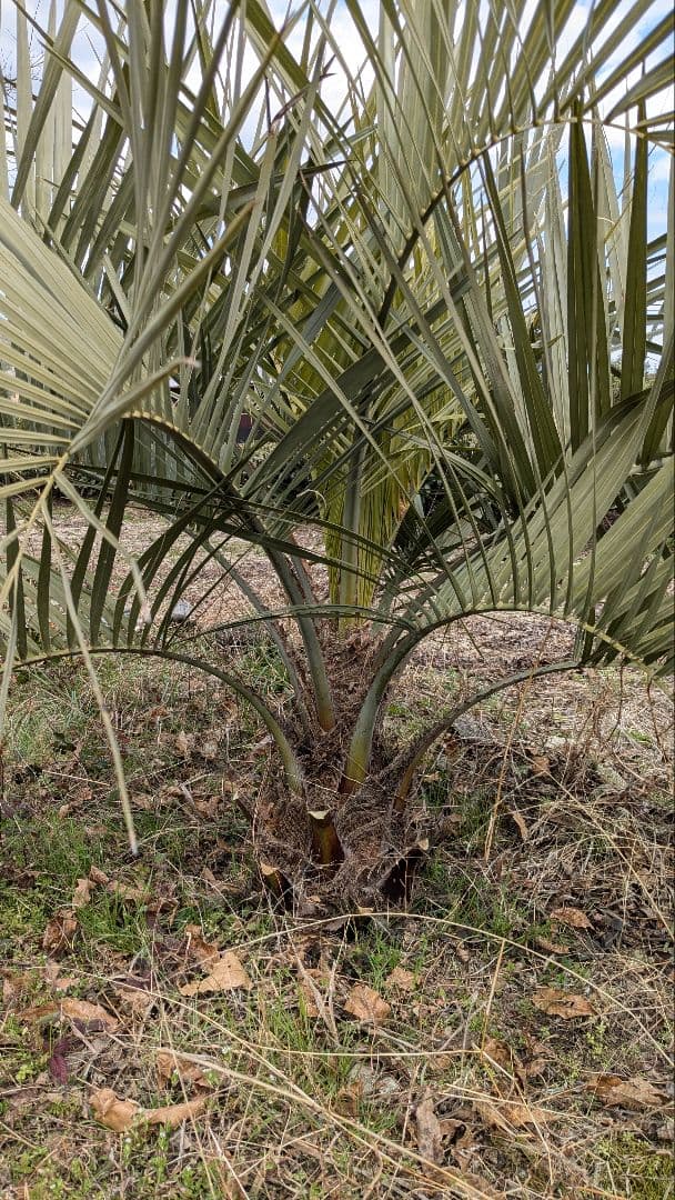 ココスヤシ　大苗　活性済