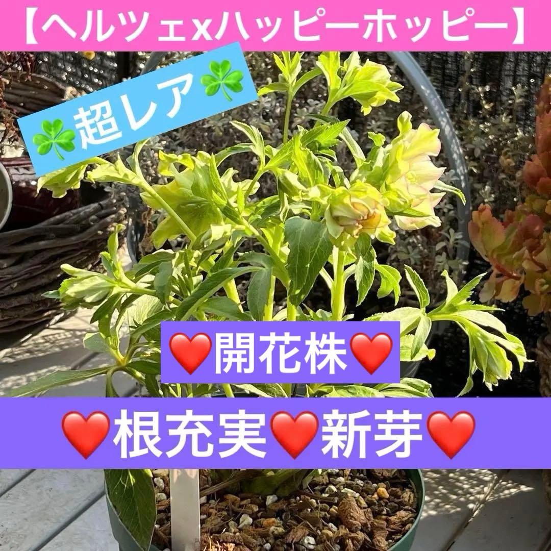 の*ん様 ☘️超レア☘️❤️開花株❤️根充実❤️新芽❤️953⭐️レア⭐️【ヘル