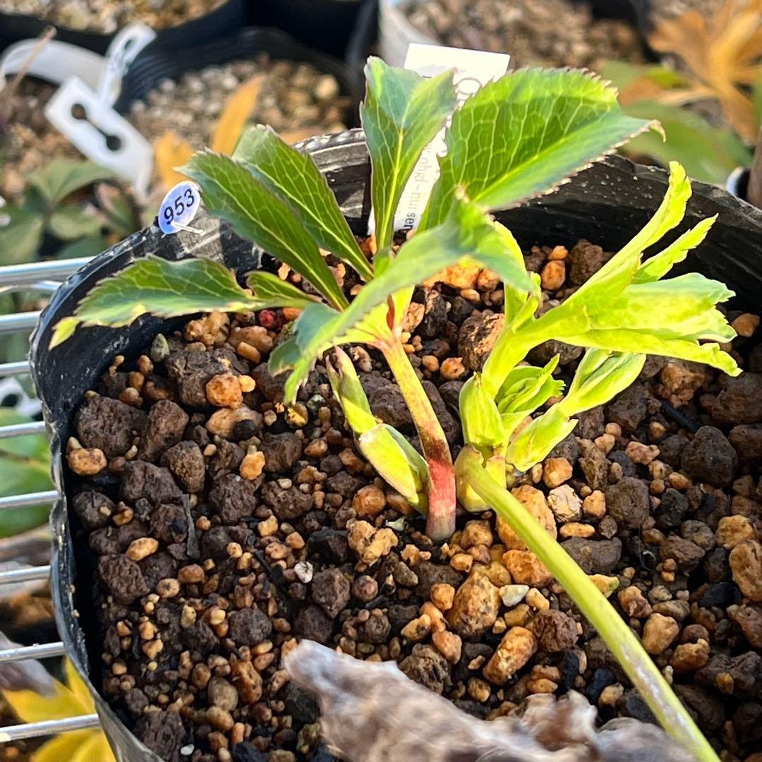 の*ん様 ☘️超レア☘️❤️開花株❤️根充実❤️新芽❤️953⭐️レア⭐️【ヘル