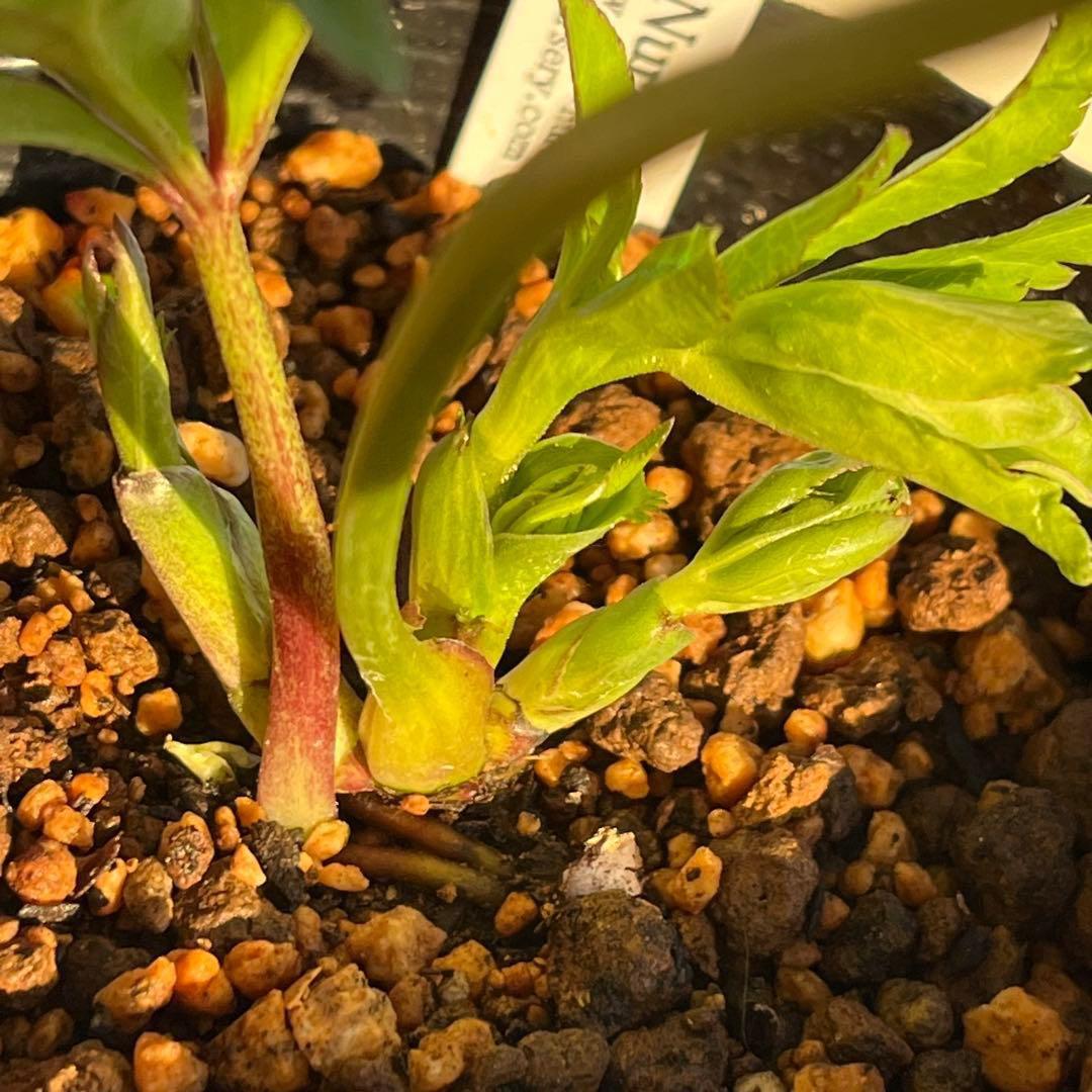 の*ん様 ☘️超レア☘️❤️開花株❤️根充実❤️新芽❤️953⭐️レア⭐️【ヘル