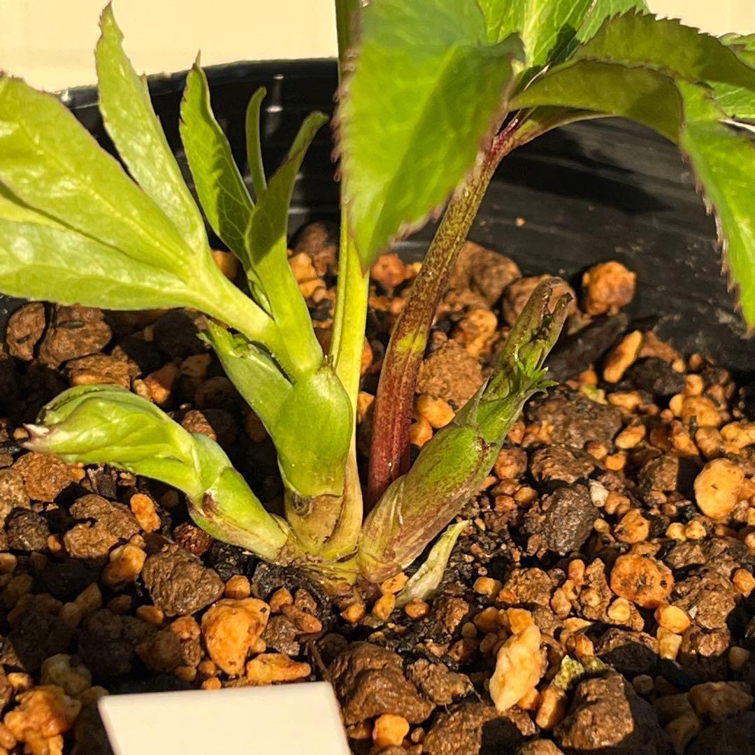 の*ん様 ☘️超レア☘️❤️開花株❤️根充実❤️新芽❤️953⭐️レア⭐️【ヘル