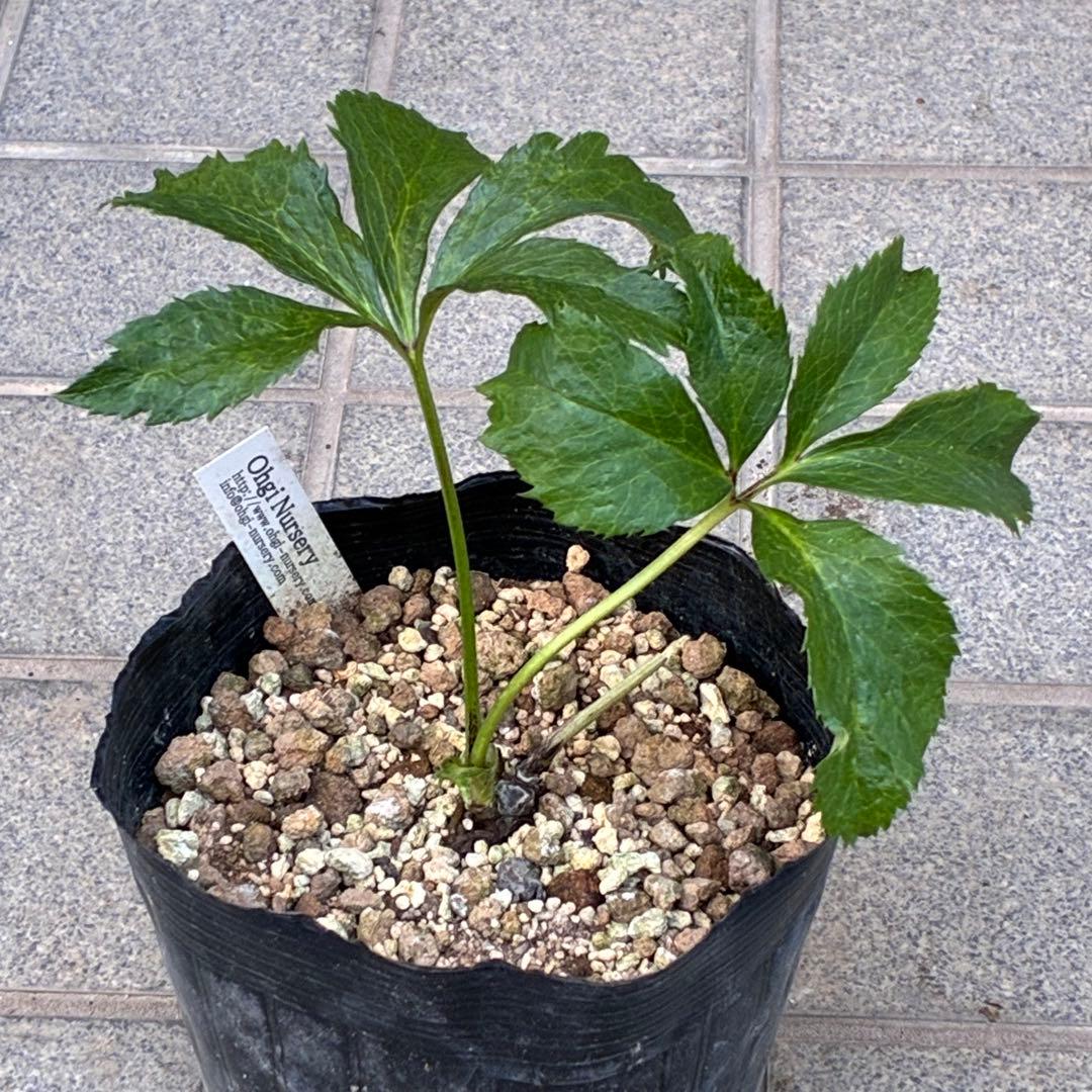 の*ん様 ☘️超レア☘️❤️開花株❤️根充実❤️新芽❤️953⭐️レア⭐️【ヘル