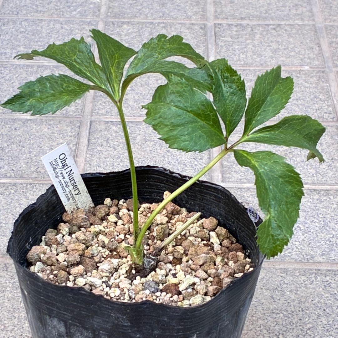 の*ん様 ☘️超レア☘️❤️開花株❤️根充実❤️新芽❤️953⭐️レア⭐️【ヘル