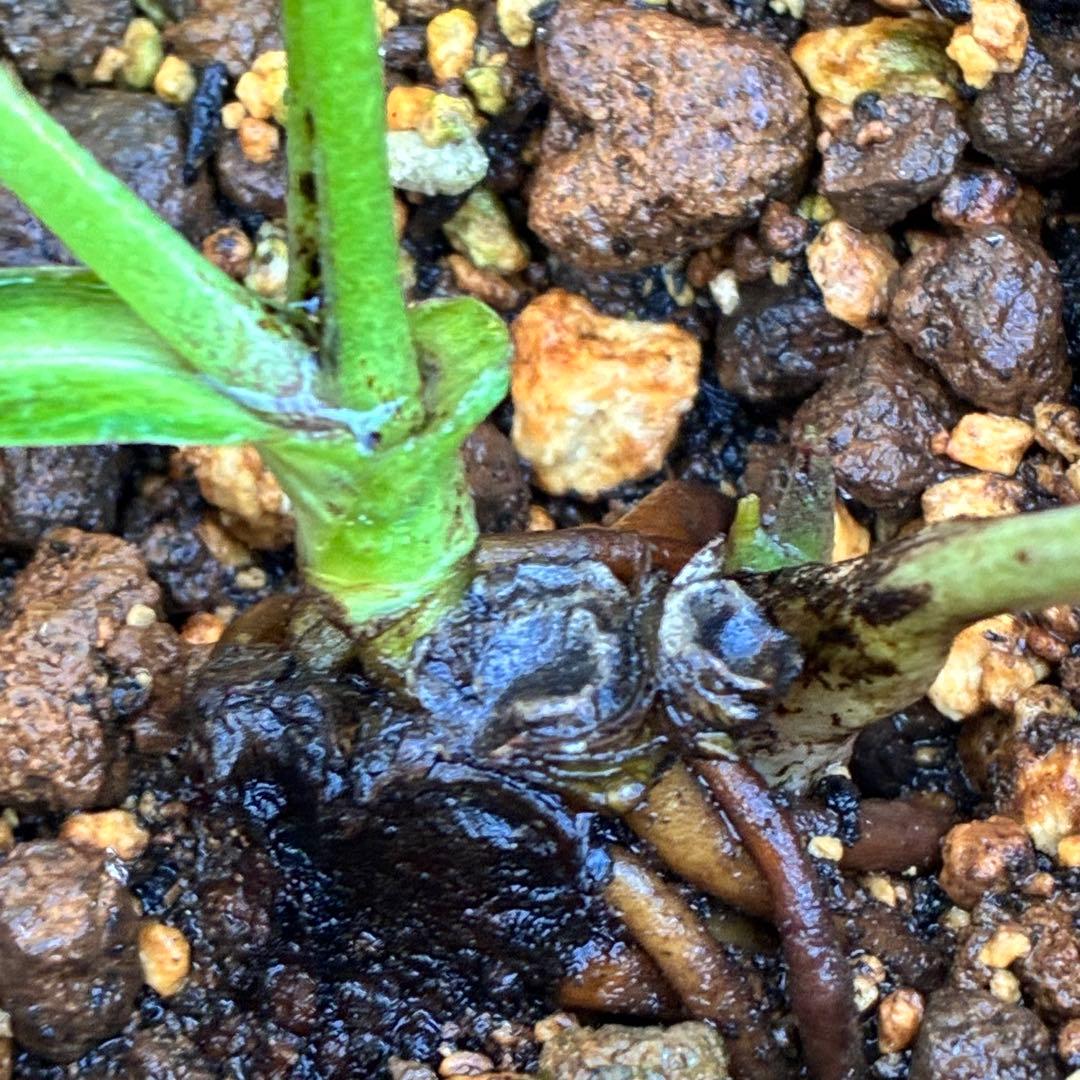 の*ん様 ☘️超レア☘️❤️開花株❤️根充実❤️新芽❤️953⭐️レア⭐️【ヘル