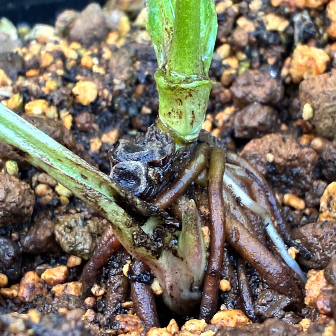 の*ん様 ☘️超レア☘️❤️開花株❤️根充実❤️新芽❤️953⭐️レア⭐️【ヘル