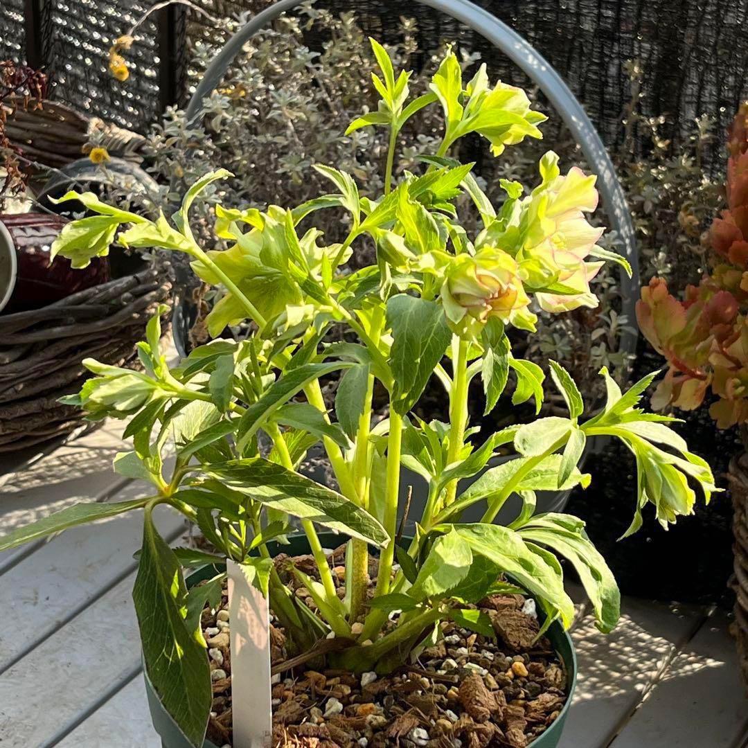 の*ん様 ☘️超レア☘️❤️開花株❤️根充実❤️新芽❤️953⭐️レア⭐️【ヘル