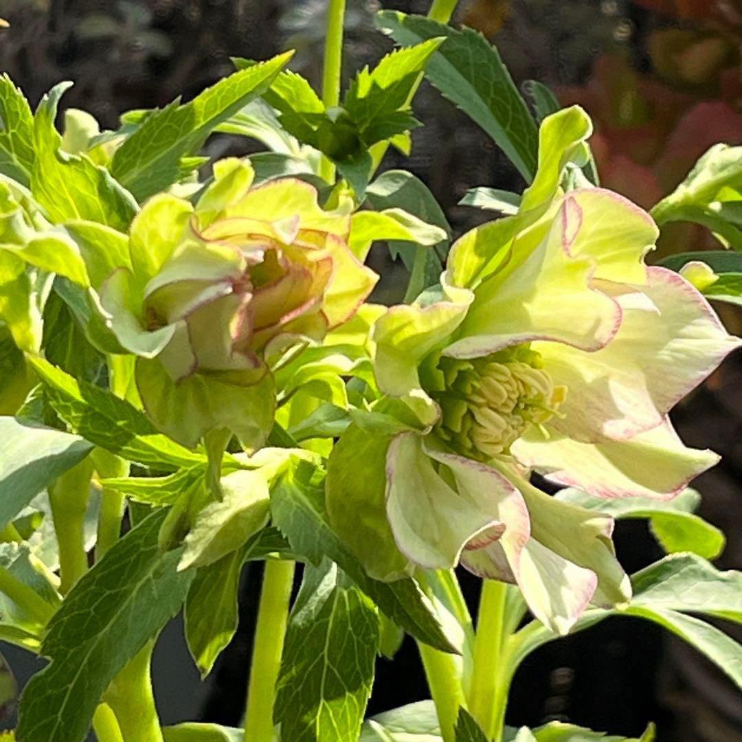 の*ん様 ☘️超レア☘️❤️開花株❤️根充実❤️新芽❤️953⭐️レア⭐️【ヘル