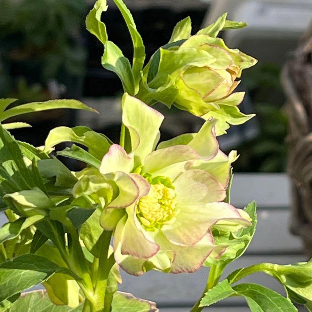 の*ん様 ☘️超レア☘️❤️開花株❤️根充実❤️新芽❤️953⭐️レア⭐️【ヘル