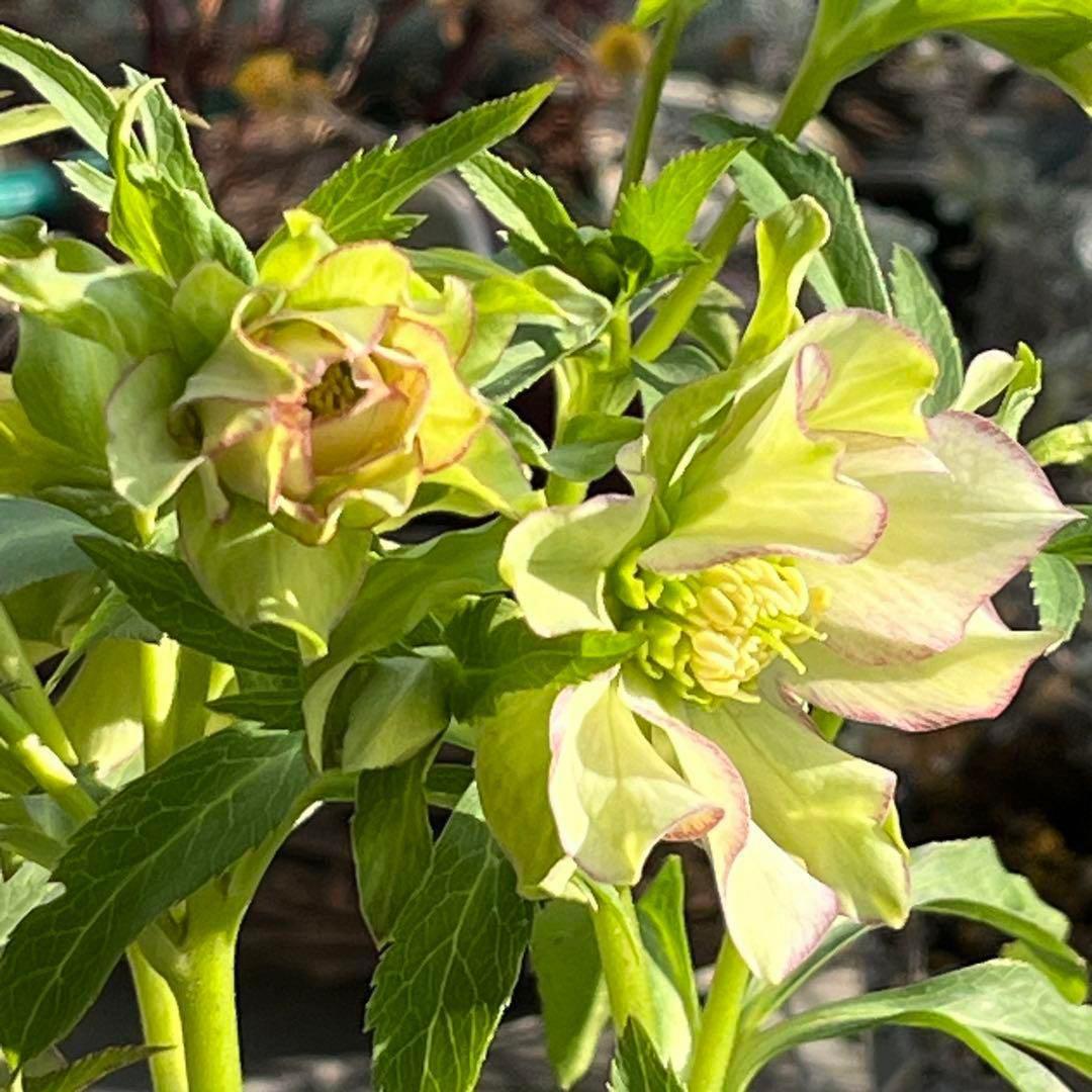 の*ん様 ☘️超レア☘️❤️開花株❤️根充実❤️新芽❤️953⭐️レア⭐️【ヘル