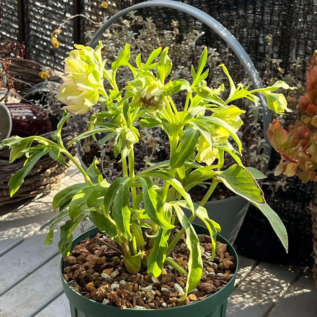 の*ん様 ☘️超レア☘️❤️開花株❤️根充実❤️新芽❤️953⭐️レア⭐️【ヘル