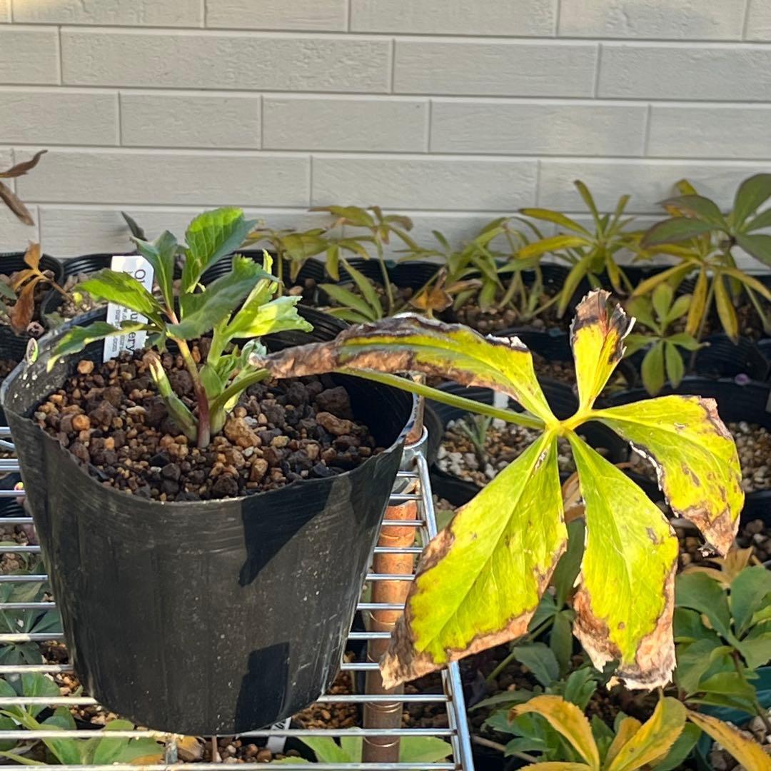 の*ん様 ☘️超レア☘️❤️開花株❤️根充実❤️新芽❤️953⭐️レア⭐️【ヘル