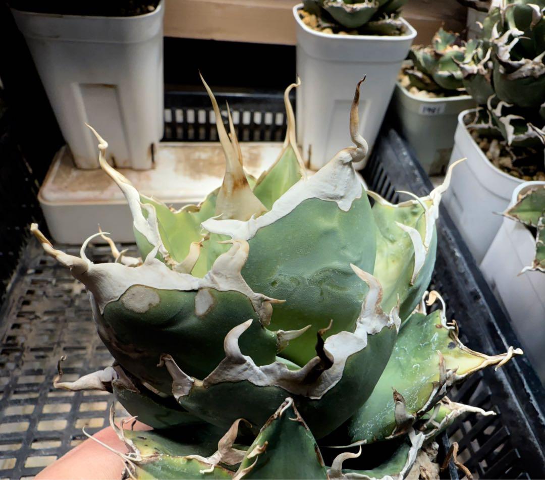 -Original-陽炎オテロイ実生 脇芽 / アガベ チタノタ